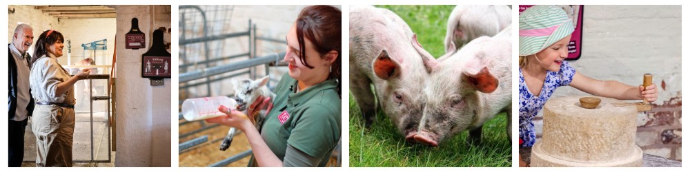 Farm collage (1)